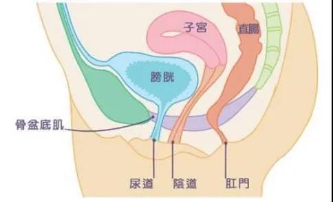 尚佳產(chǎn)后修復(fù)丨科普丨產(chǎn)后盆底肌的健康問題